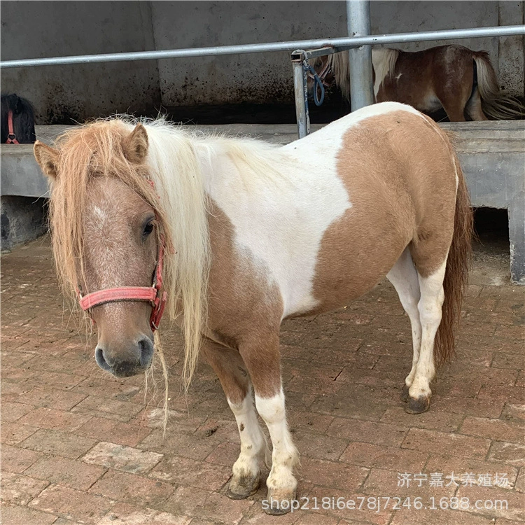 Сколько стоит пони Тран? Ребенок едет на пони Дебао