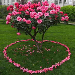 High-End Tree Stump Rose Seedlings, Extra-Large Flower Plants, Courtyard Ground Planting, Four-Season Roses with Flower Tree-Shaped Lollipops