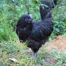觀賞雞養殖場 自養自銷常年對外批發五黑雞 蘆花雞貴妃雞苗