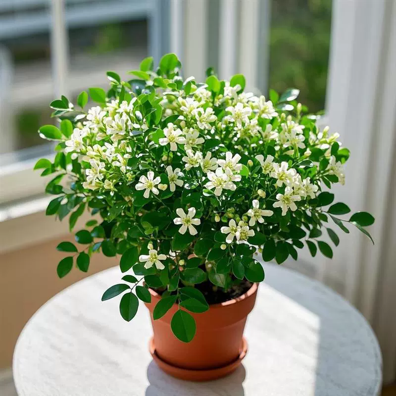 Ароматное комнатное растение Jiuli с бутонами, комнатное цветочное растение на балконе во дворе, цветет в любое время года, простое в уходе, морозостойкое зеленое растение.
