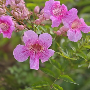 Clematis 2-Gallon Potted Vine Climbing Ornamental Flower for Private Garden Wall Climbing and Border Plant