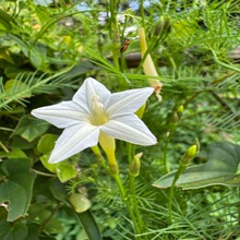 爬藤羽叶茑萝花种子白色庭院室外四季开花攀援植物花种籽