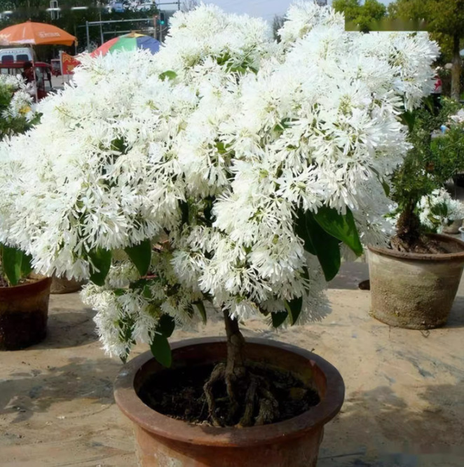 一件代发正宗流苏树苗油根子嫁接桂花砧木南北方四季盆栽地栽庭院