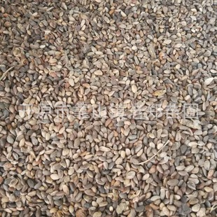 Wholesale Oil Pine Seeds, Pine and Cypress Seeds, Sowing Seedlings, Red Pine Tree Species, Northeastern Black Pine Forest Seeds, Oil Pine Germ