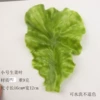 PU trumpet lettuce leaves