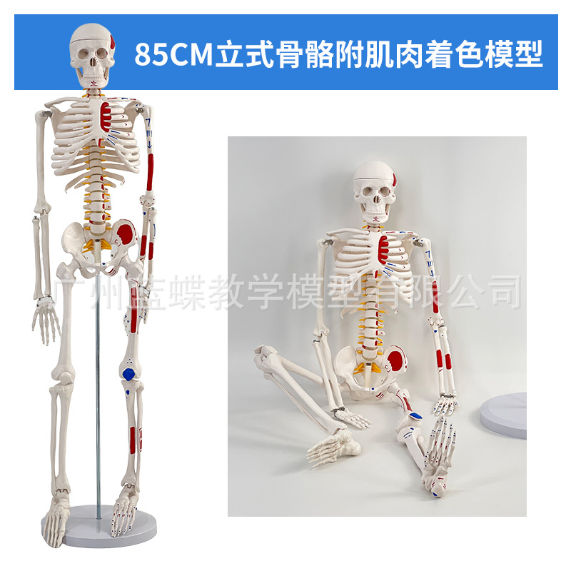 85CM���弡������ṹ�ʹ�ȫ���Ǽ�ģ�Ϳɲ�ж��׵�٤С������