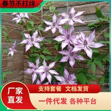 恭子小姐铁线莲盆栽花卉3类耐热爬藤植物小中大苗耐热大花藤本花