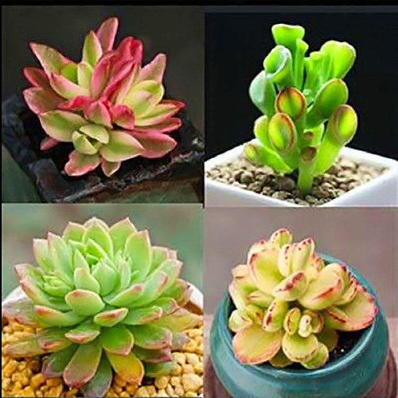 불 희생 장면 돈을 끌어들이는 나무 마커스 백곰은 냄비가 필요합니다. 주문에는 냄비가 포함됩니다.