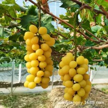 黄提白羽葡萄苗南北方甜蜜种植果树苗地栽爬藤葡萄树苗当年结果