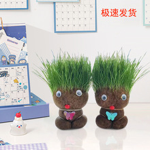可爱迷你小植物盆栽幼儿园礼品水培观察植栽室内趣味种植草头娃娃