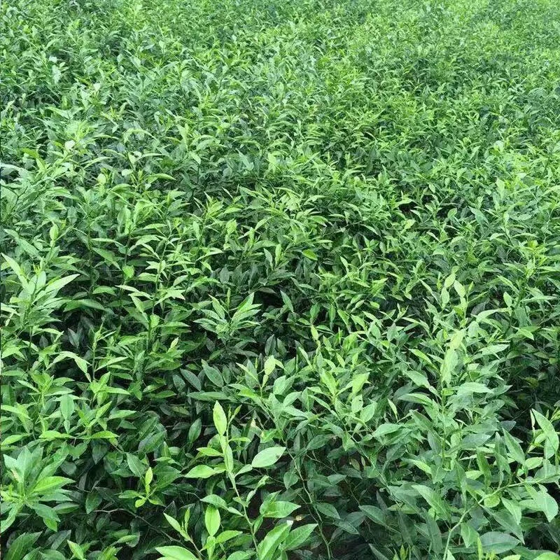 Оптовая продажа апельсиновых семян Сычуань, аутентичные семена Ziyang с маленькими листьями, мягкие ветки, семена апельсиновых семян