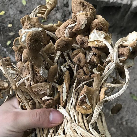 b1fc6a15763345c5a896f50062a5fa