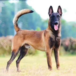 纯种双血统马犬幼犬比利时牧羊犬警犬搜救犬防爆犬护卫犬活体宠物
