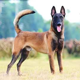 纯种双血统马犬幼犬比利时牧羊犬警犬护卫犬大骨架马犬活体宠物狗