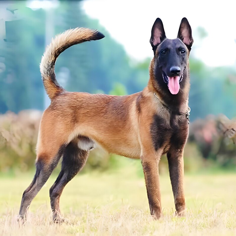 Pure Double-Blooded Altitude Horse Dog Puppy Belgian Shepherd Police Dog Search and Rescue Dog Explosion-Proof Dog Guard Dog Live Pet