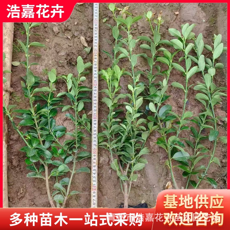 大叶黄杨营养杯苗冬青绿化苗木 树苗工程绿篱专用耐寒植物 冬青苗