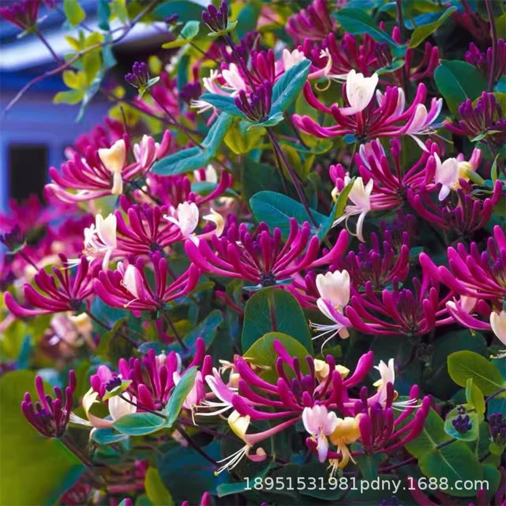 Морозостойкий саженец жимолости Горшечное растение зеленое растение в помещении ароматное Four Seasons открытый цветок балкон двор кронштейнзавод вьющаяся лоза посадка