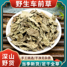 车前草野生中药材500g精选正品新鲜车前草干草药泡茶另售车前子