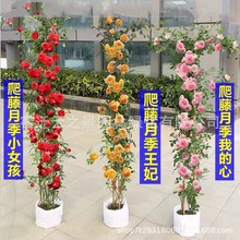 �ٱ��¼��ش����ͥԺ����ֲ�ﻨ�������̨�����ļ��Nޱ�����T��