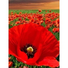 ���������u�����˻��N�ѻ�ɫ�t�������������N���ļ��׻��ͺ�����