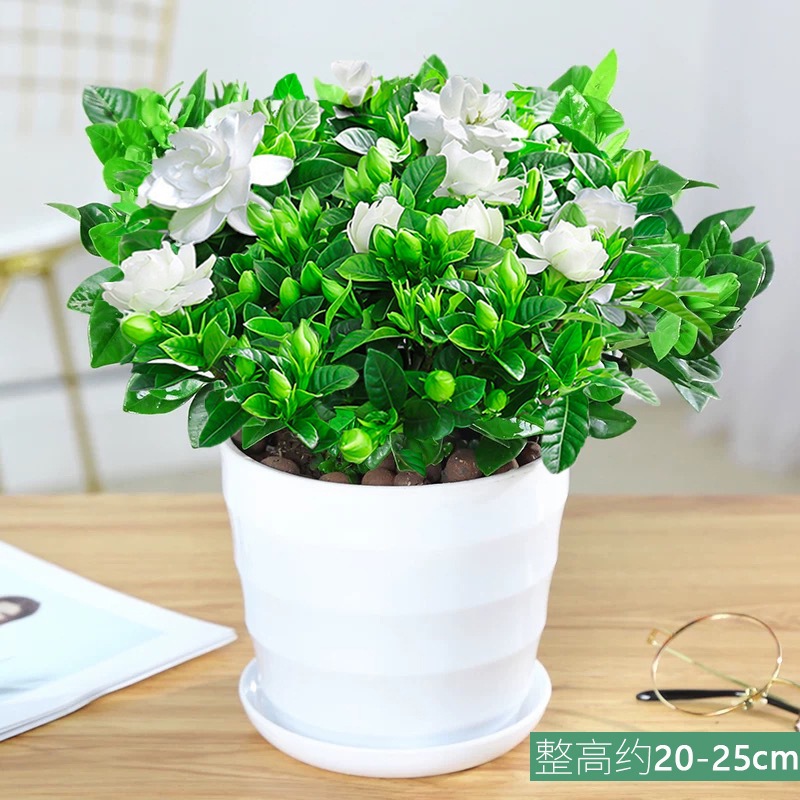 싹이 있는 중형 치자나무 [나사형 화분] + 비료