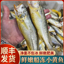 舟山海捕小黄花鱼干