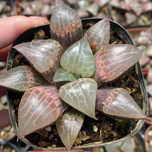 Glass Kangping Shou Japanese Green Plant Potted Landscape Succulent Plant Greenhouse Wholesale Agave Cactus Twelve