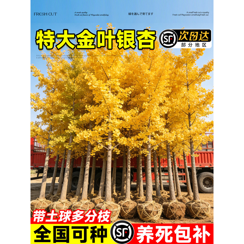 �ش��y�Ә���玧�����G�~�e��ͥԺ�L���������ϱ��Nֲ���͆�ľ