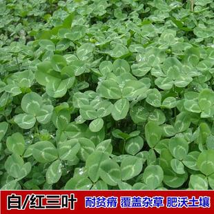 White Clover Seeds, Landscaping Lawn Seeds, Slope Protection, Courtyard Landscaping, Orchard Green Fertilizer Grass Seeds