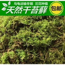 青苔优质鲜活干苔藓兰花兰种植铁皮石斛营养土爬宠景观速卖通厂家