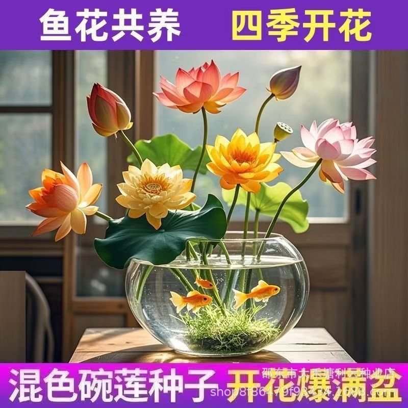碗莲种七彩五颜六色水培花卉水养四季莲花荷花种莲藕绿植水培莲子