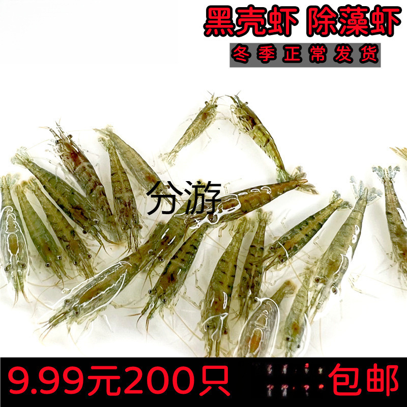 黑壳虾除藻虾鲜活观赏虾清洁草虾淡水虾活体樱花虾活虾耐活冷水虾