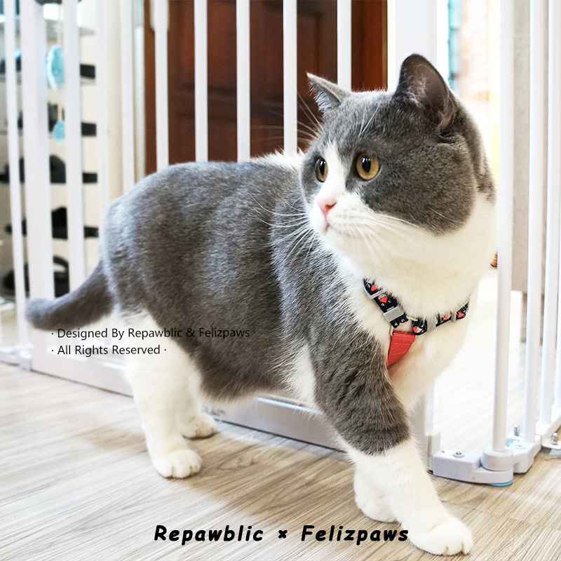 Rương mèo 4.jpg