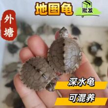 地图龟活物 家养宠物鱼缸混养深水龟养殖场源头批发 健康活泼可爱