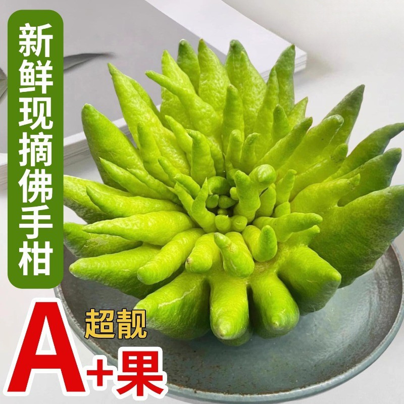 新鲜佛手柑观赏闻香香橼可食用天然香薰香云南佛手柑鲜货清香宜人