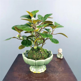 С�������������ʽ�U���辰�����l؛�ļ������҃�����[������