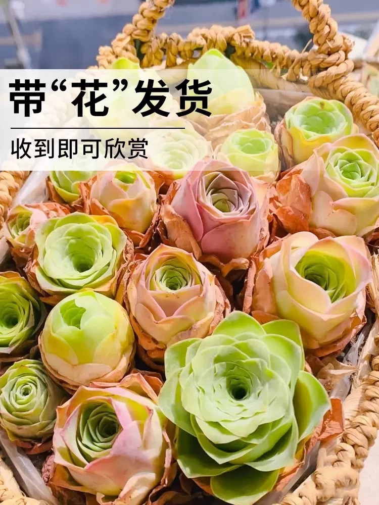 夏季多肉山地玫瑰水蜜桃酒杯粉耶罗鸡蛋翡翠球花绿多肉植物盆栽