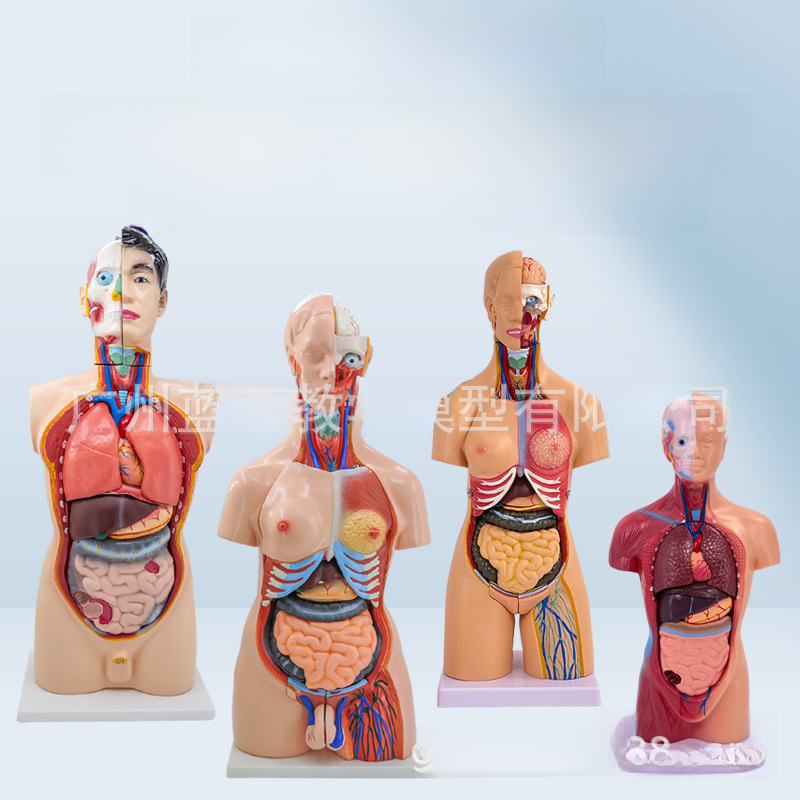 Medicine innards