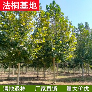 ��ͩ����  �S��ֱ�N5-50���ַ�ͩ�� ������ͩ ���ľԭ���ؗU��ñ