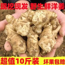 洋姜新鲜的现挖10斤鬼子姜不辣姜菊芋野生土洋姜生腌制泡菜酱咸菜