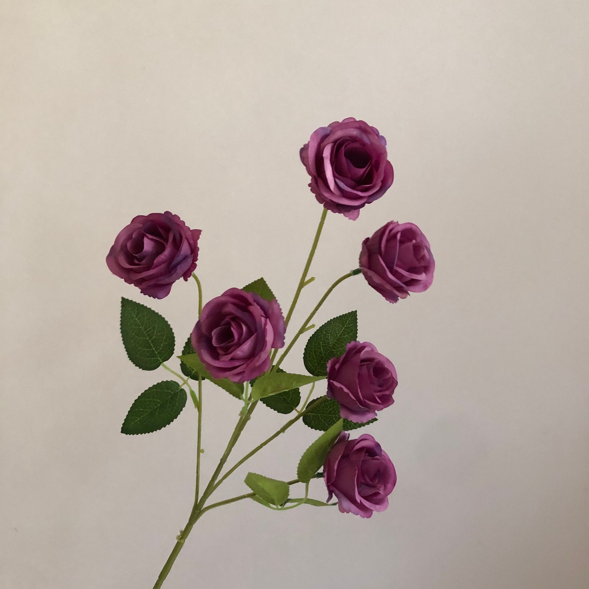 보라