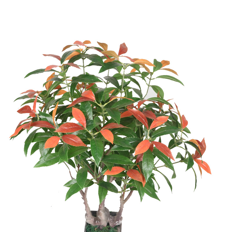 XRS-065 7#盆栽红楠叶0 (4).jpg