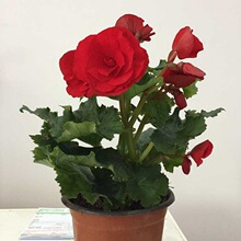 丽格海棠 玫瑰海棠 盆栽花卉四季海棠花苗盆栽花卉重瓣带花发货