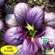 �����Ͳ˷N�Ӵ�ȫ�����߲��Ͳ����ﶬ���ļ����Ϻ���N�яS�����l