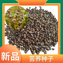 苦荞麦种子 荞麦种子 菠麦花荞芽苗菜种子杂粮种子包发芽高出芽率