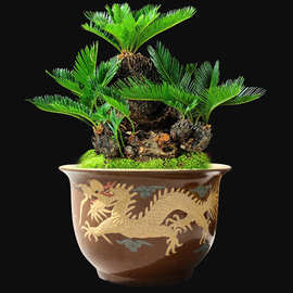 特大号复古紫砂花盆精品龙缸盆发财树盆桂花盆铁树盆种树盆景包邮