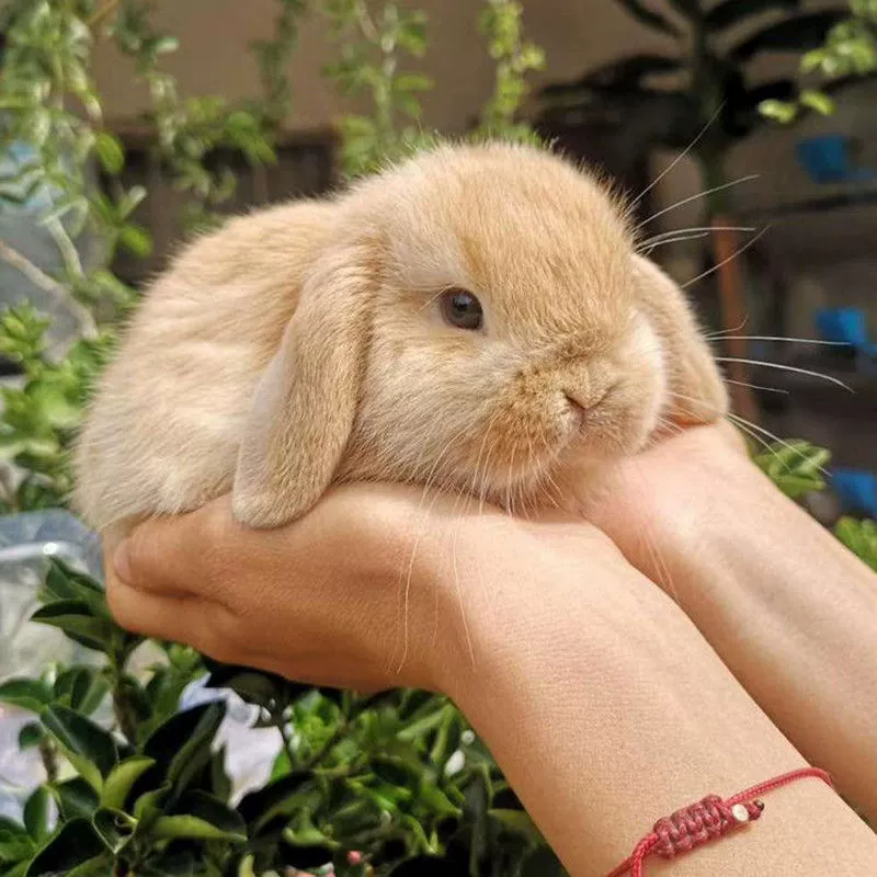 Падение ушей декоративная кролик кролик легко кормить вид, сложенная карлик голландский морозный белошерстный питомец милый миниатюрный