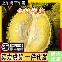 正宗泰国老树熟金枕榴莲当季新鲜水果整个带壳鲜果非猫山王批发价