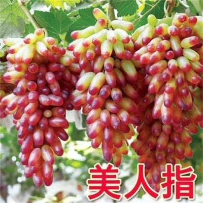 뷰티핑거 5년근 모종 [올해의 성과] +30cm(포함)~40cm(제외)