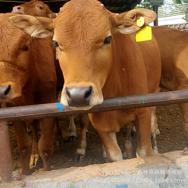 大理改良鲁西黄牛小黄牛养殖 3-6个月西门塔尔肉牛犊价格 包运输